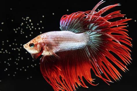 A Comprehensive Guide to Betta Fish: Unlocking the Beauty and Intrigue of this Vibrant Species