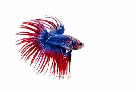 A Comprehensive Guide to Betta Fish Lifespans: Factors, Care, and Longevity