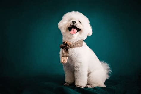 A Comprehensive Guide to Bichon Frise Dog Breed Price: Understanding the Factors and Making Informed Decisions