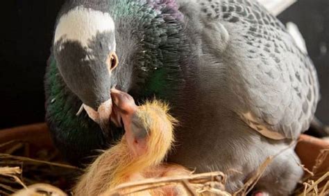 A Comprehensive Guide to Caring for Baby Pigeons: Nurturing Fragile Lives