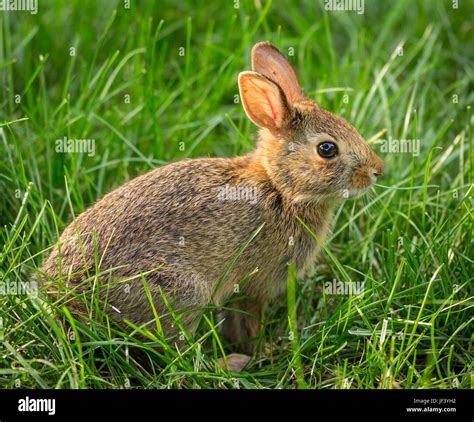 A Comprehensive Guide to Cottontail Rabbit (Sylvilagus) in Virginia