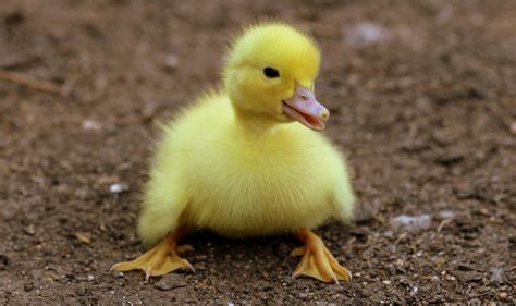 A Comprehensive Guide to Duckling Brooders: Raising Healthy and Thriving Ducklings