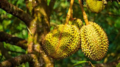 A Comprehensive Guide to Durian Plantations in Johor: Cultivating the King of Fruits