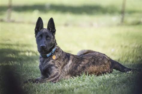 A Comprehensive Guide to Dutch Shepherd Breeders: Your Ultimate Resource for Finding the Perfect Canine Companion