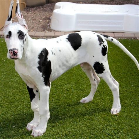 A Comprehensive Guide to Finding Great Dane Puppies Near You