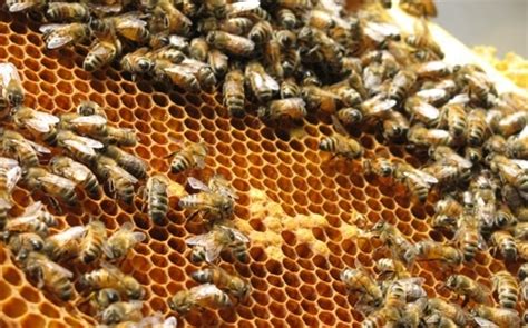 A Comprehensive Guide to Honey Farming in Singapore