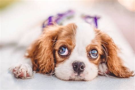 A Comprehensive Guide to King Charles Cavalier Spaniel Pricing