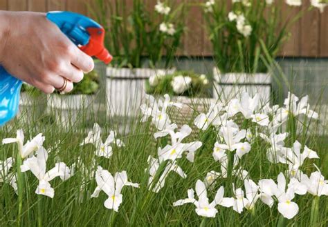 A Comprehensive Guide to Nourishing Your Irises for Enchanting Blooms