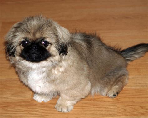 A Comprehensive Guide to Pekingese Short Hair: All You Need to Know