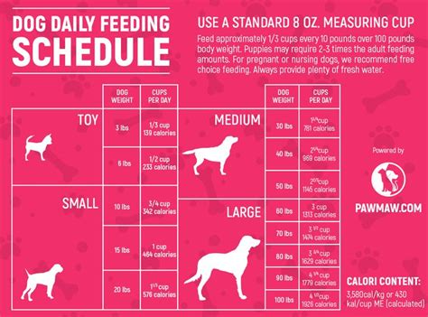 A Comprehensive Guide to Puppy Feeding: A Tailored Schedule for Your Furry Friend