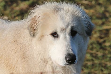 A Comprehensive Guide to Pyrenees Dogs for Sale: Everything You Need to Know