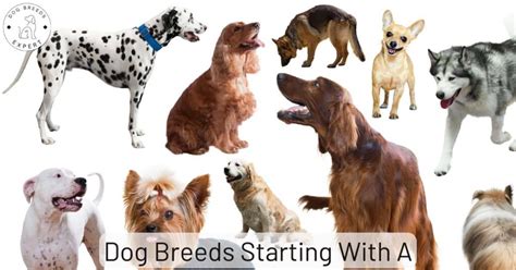 A Comprehensive Guide to S-Starting Dog Breeds