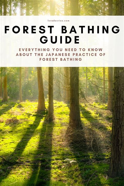 A Comprehensive Guide to Seng Soon Kia (Forest Bathing): Benefits, Practices, and Experiences