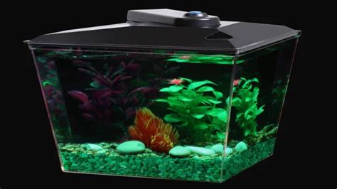 A Comprehensive Guide to Setting Up and Maintaining a 40-Gallon Aquarium