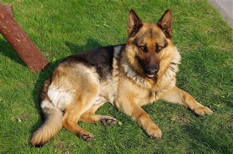 A Comprehensive Guide to Shepherd Dog Breeds