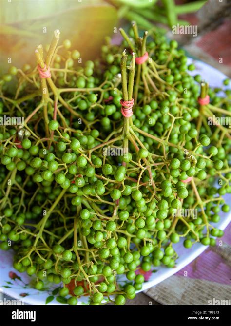 A Comprehensive Guide to Sichuan Green Pepper