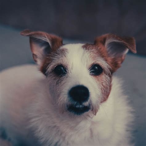 A Comprehensive Guide to Spotted Jack Russells: The Sprightly and Loyal Companions