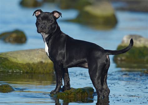 A Comprehensive Guide to Stafford Bull Terrier Puppies: Raising a Loyal and Loving Companion