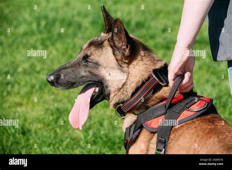 A Comprehensive Guide to Training the Intelligent and Active Belgian Malinois