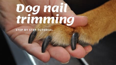 A Comprehensive Guide to Trimming Your Dog's Nails at Home: Mastering the Art of Canine Manicures