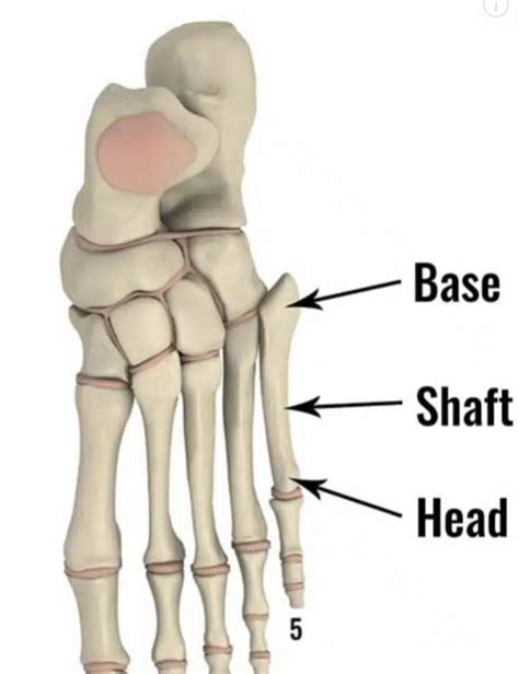 A Comprehensive Guide to Understanding Linhnnnie Feet: Anatomy, Care, and Significance