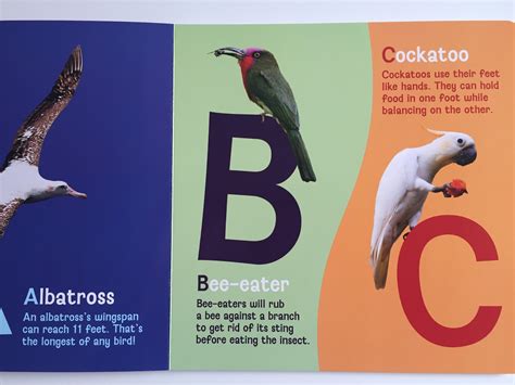 A Comprehensive Guide to the ABC Birds Centre