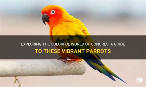 A Comprehensive Guide to the Colorful and Charming World of Conures