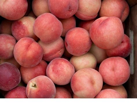 A Comprehensive Guide to the Diverse World of Peaches