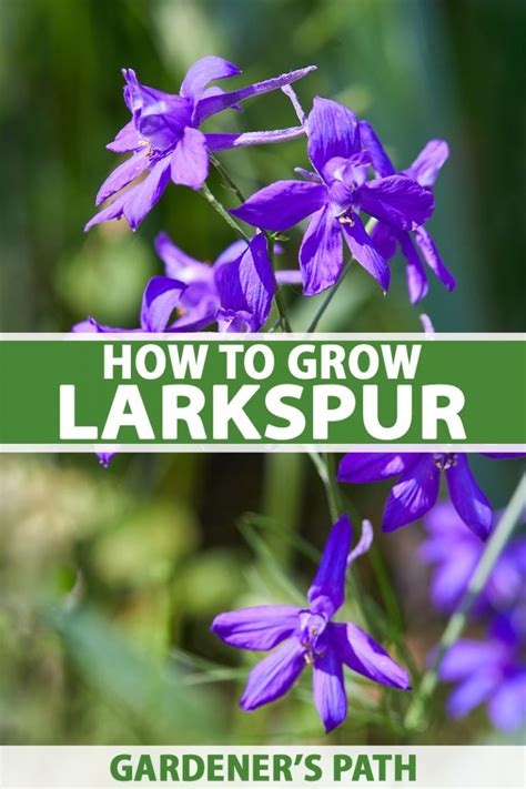 A Comprehensive Guide to the Enchanting Left Bank Larkspur: A Gardener's Delight