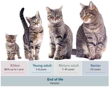 A Comprehensive Guide to the Feline Phenomenon: Unveiling the Enchanting Stages of a Kitten's Life