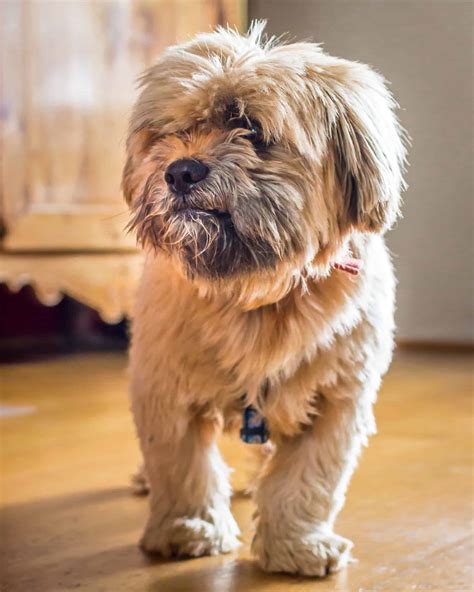 A Comprehensive Guide to the Havanese with Short Hair