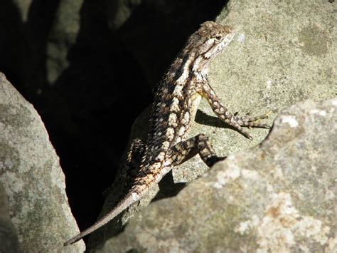 A Comprehensive Guide to the Intriguing Texas Spiny Lizard