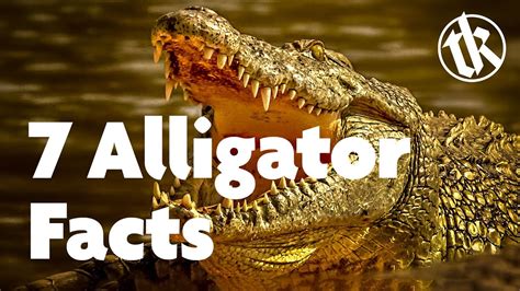 A Comprehensive Guide to the Majestic Alligator: The Unveiling of an Ancient Predator