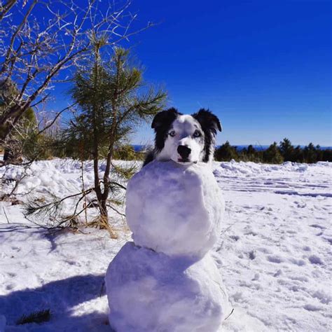 A Comprehensive Guide to the Snowman Dog: Characteristics, Care, and Wintertime Delights