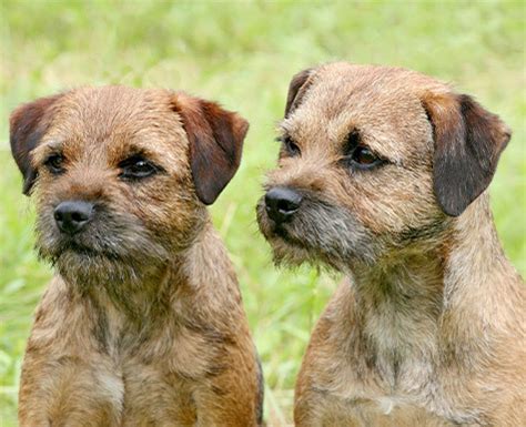 A Comprehensive Guide to the Terrier Border Mix: Unveiling the Dynamic Duo of Courage and Cunning