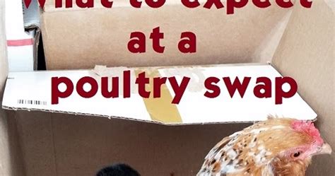 A Comprehensive Guide to the Tractor Supply Chicken Swap