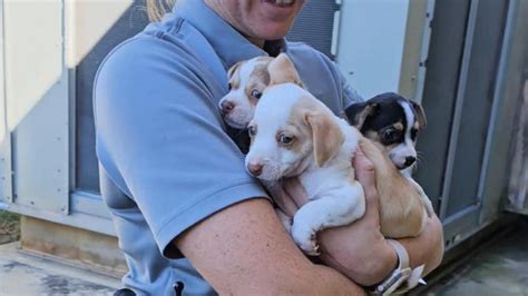 A Comprehensive Guide to the Treasure Coast Humane Society: Making a Difference in the Lives of Animals