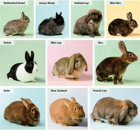 A Comprehensive Guide to the Types of Rabbits as Pets