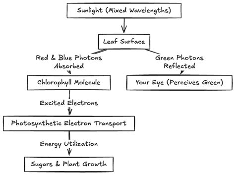 A Deep Dive into the Evolutionary Journey of Plants