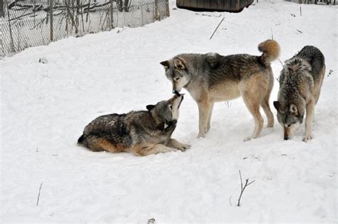 A Deep Dive into the Nocturnal Predator: Understanding the Wolf's Behavior