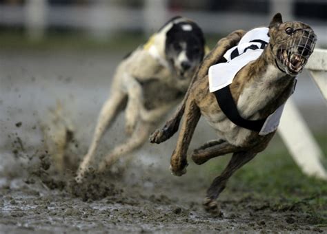 A Emocionante Corrida de Galgos ao Vivo: Um Guia Definitivo