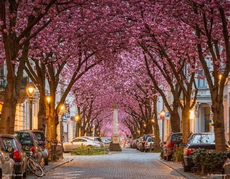 A Enchanted Journey: Exploring the Allure of the Cherry Blossom Avenue