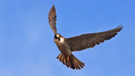 A Falcon Flies PDF