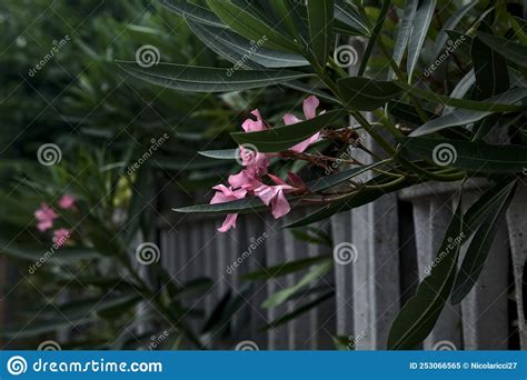 A Fascinante Oleandros: Beleza Letal Que Cativa e Alerta