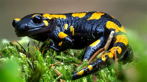 A Fascinante Salamandra de Fogo: Um Guia Essencial