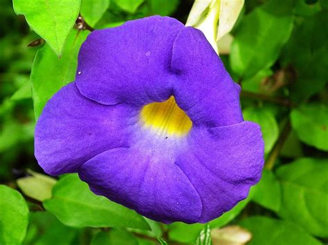 A Flor Alamanda Roxa: Um Guia Abrangente