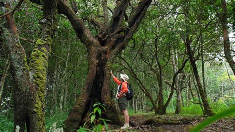 A Forest Environment Epub