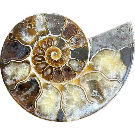 A Glimpse into the Ammonite Market