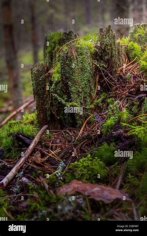 A Glimpse into the Heart of the Forest