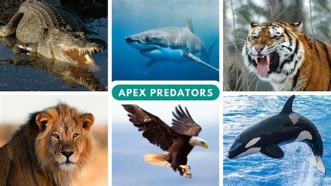 A Glimpse into the Realm of Apex Predators